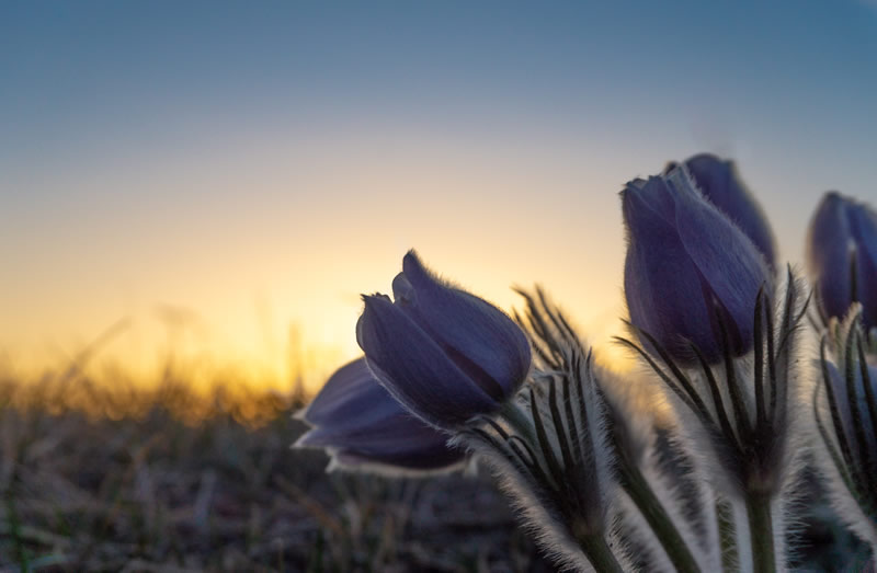Crocuses at Twilight by Terry Roberts